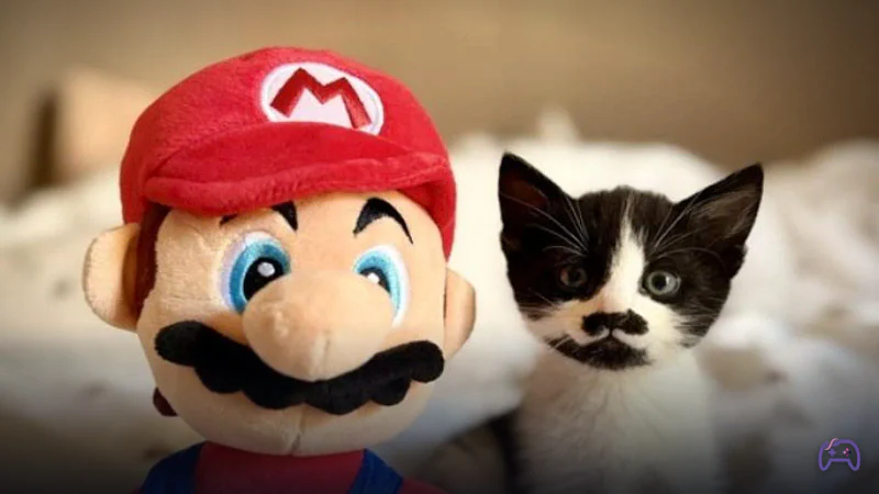 Котенок, похожий на Super Mario, ищет новый дом
