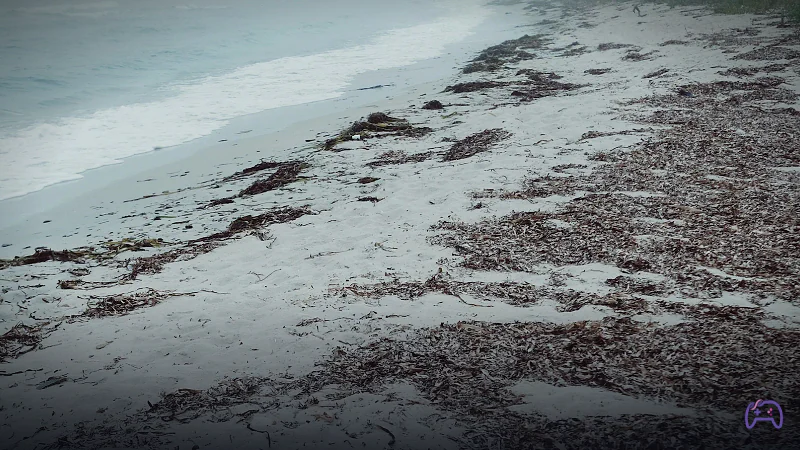 На пляжах Флориды захватывает саргассум — морские водоросли с запахом тухлых яиц